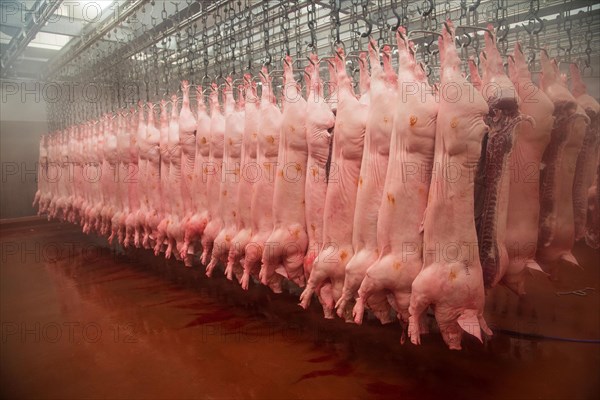 Pig carcases hanging in abattoir