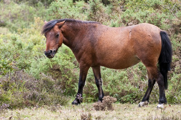 New Forest pony