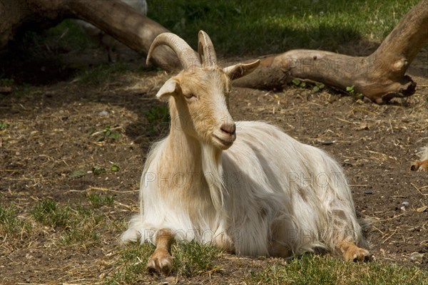 Golden Guernsey Goats