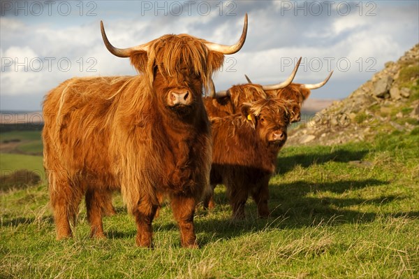 Highland Cattle