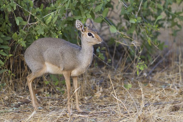 Guenther's dik-dik