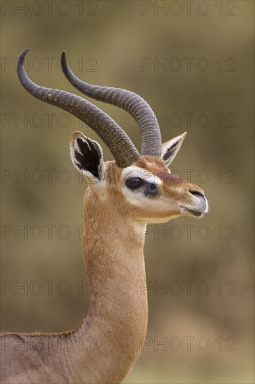 Gerenuk