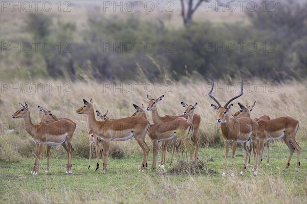 Impala