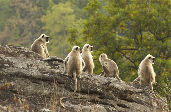 Northern Plains Grey Langur