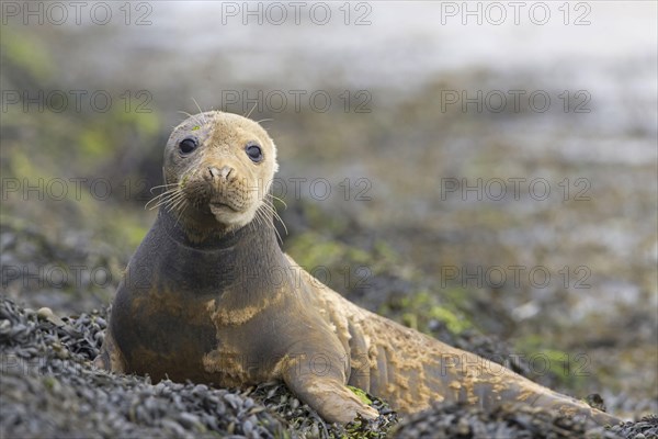 Grey Seal