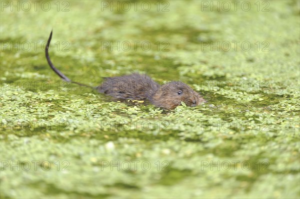 Eastern vole