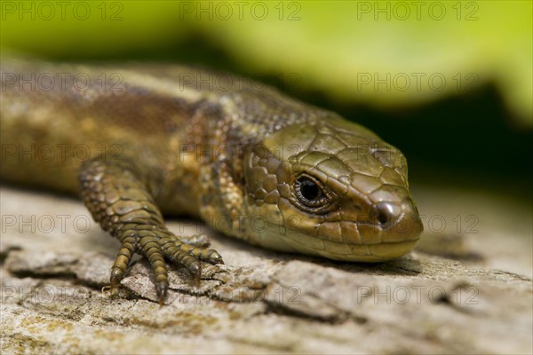 Common viviparous lizard