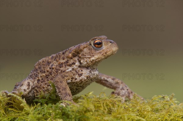 Common toad