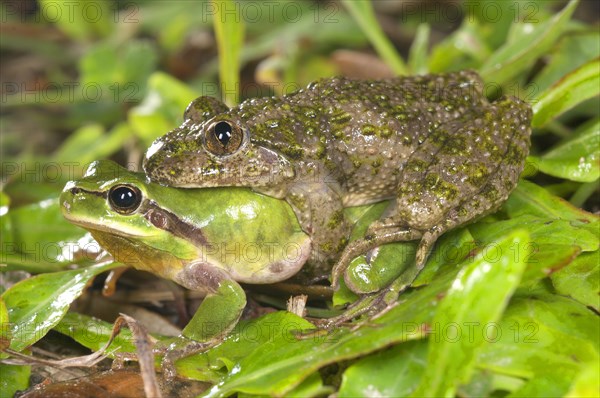 Common parsley frog