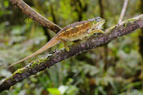 Rough coarse chameleon