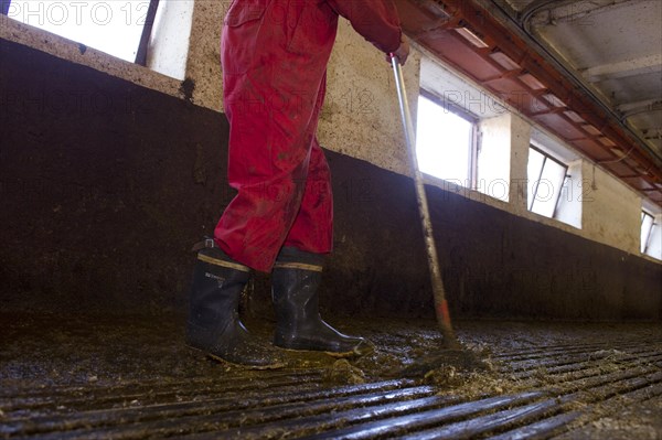 Dairy farmer cleans milking parlour with scraper after morning milking