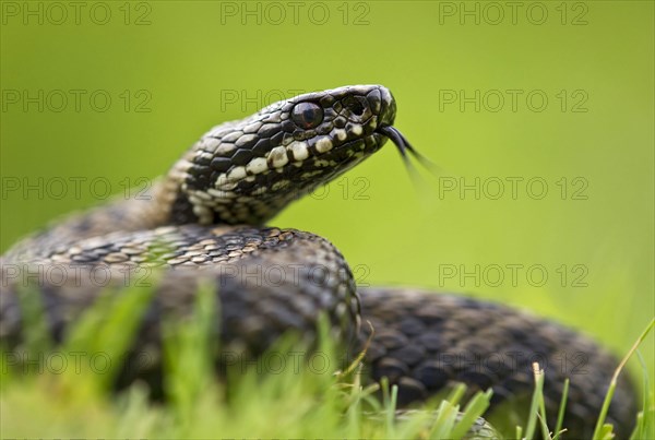 Adder