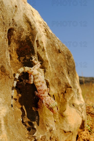 Half-fingered gecko