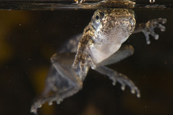 Acre tree frog