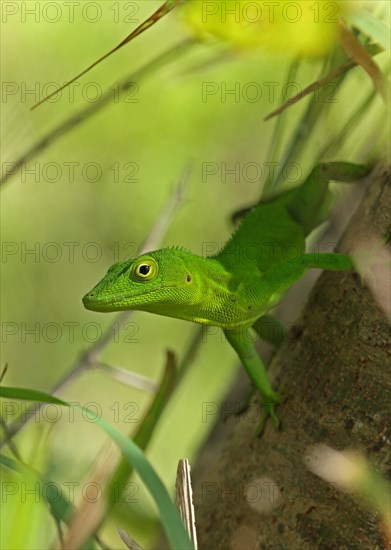 Jamaican Giant Anole