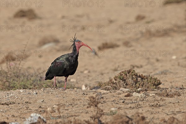 Northern Bald Ibis