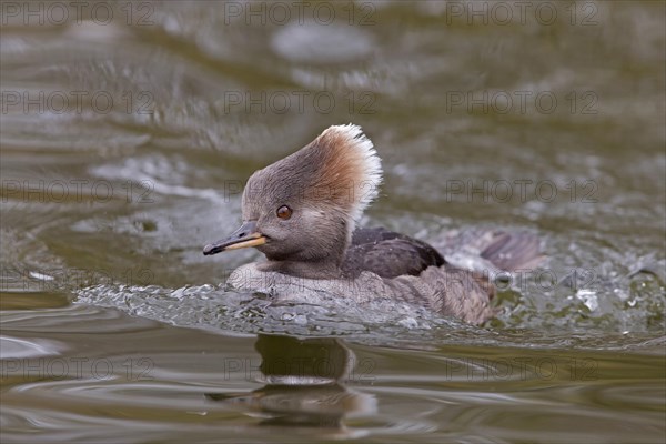 Hooded merganser