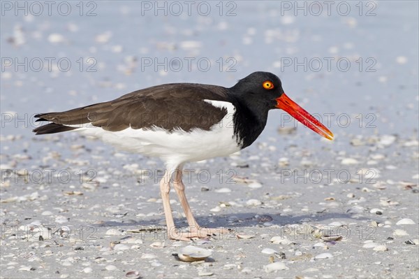 American oystercatcher