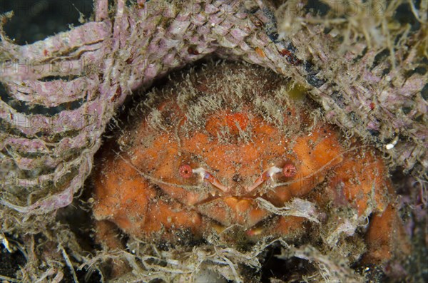 Sponge Crab