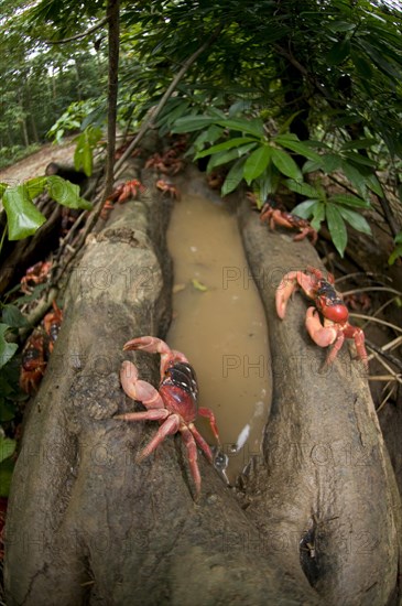 Christmas island red crab