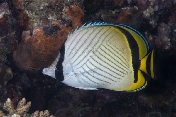 Adult vagabond butterflyfish
