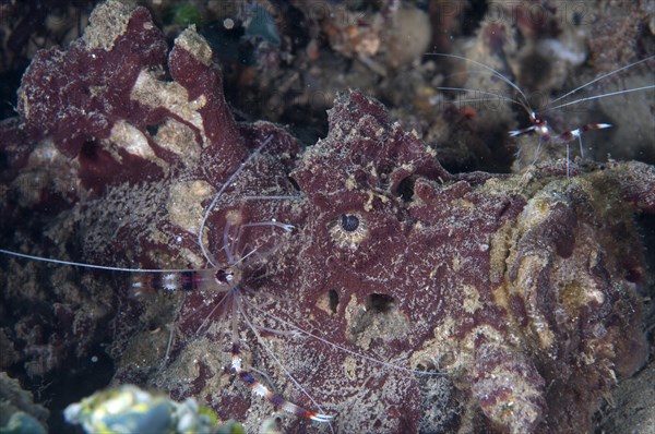 Banded box shrimp