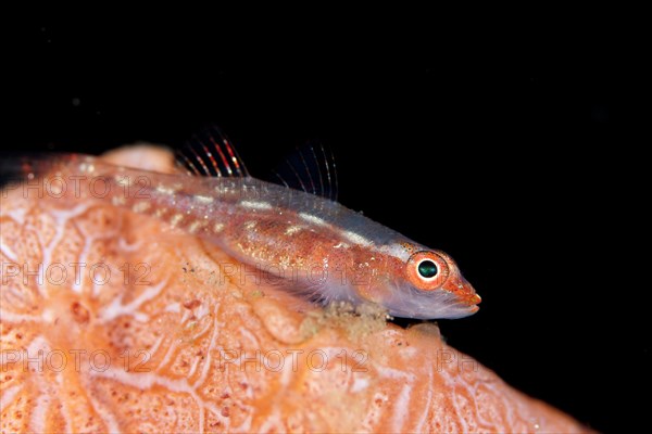 Common Ghostgoby