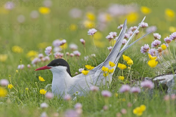 Arctic Tern