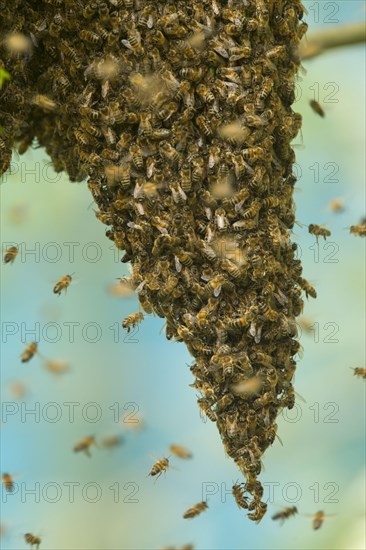 Western honey bee