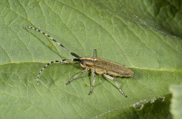 Golden-bloomed Grey Longhorn Beetle