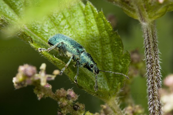 Green Nettle Weevil