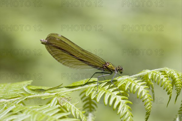 Agrion virgo