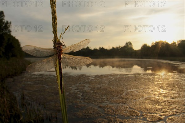 Brown hawker