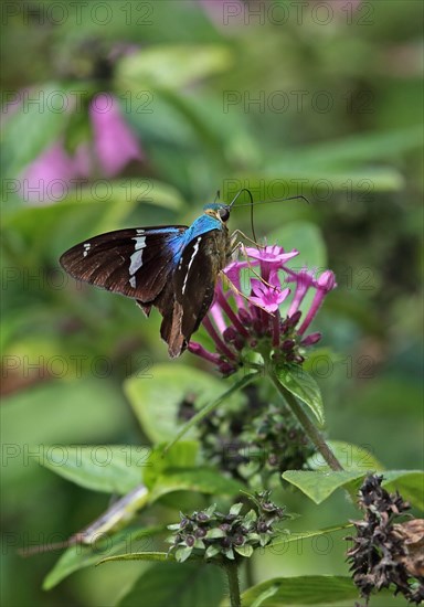 Two-barred Flasher