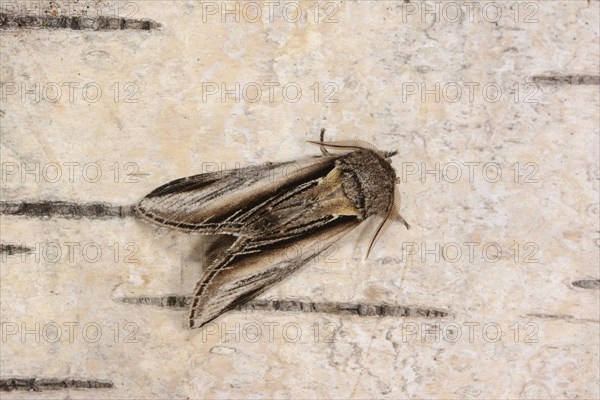 Swallow Prominent