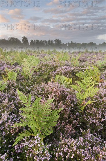 Bracken