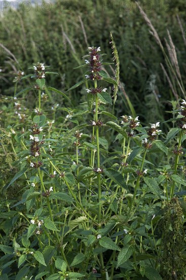 Common hemp-nettle