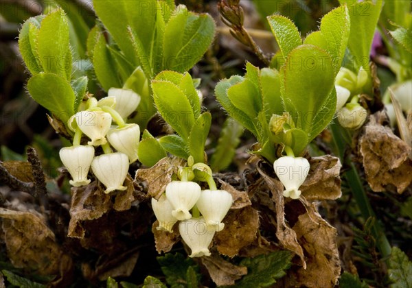 Alpine Bearberry