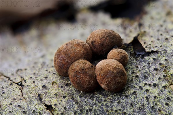 Beech Woodwart