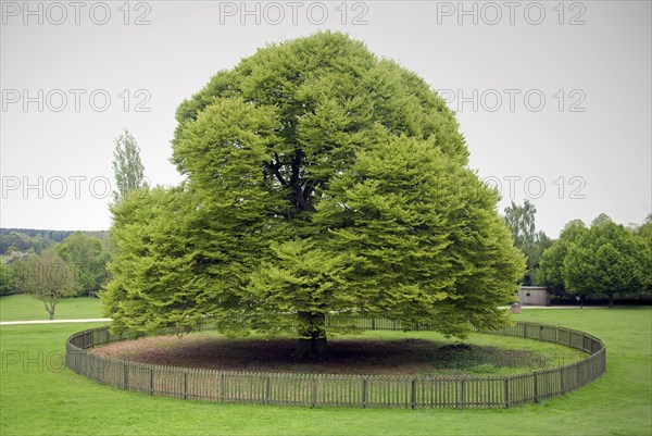 Fern-leafed Beech