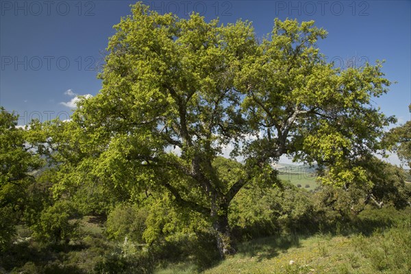 Habitus of Algerian oak