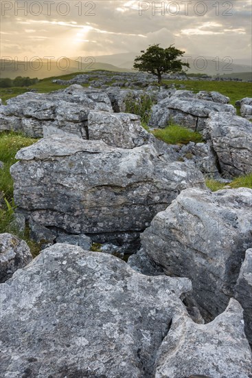 Limestone cliffs and common hawthorn