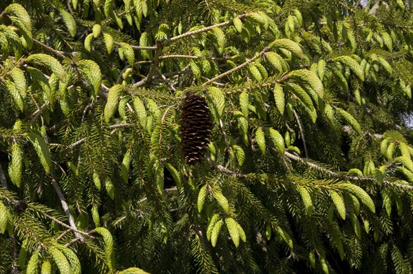 Sargent spruce and old cone