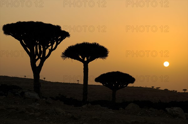 Dragon-blood Tree