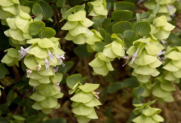 Round-leaved Oregano