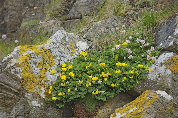 Flowering dragon's teeth