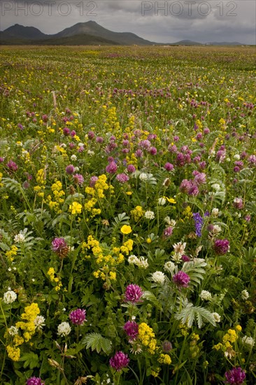 Machair habitat with red clover and lady's bedstraw