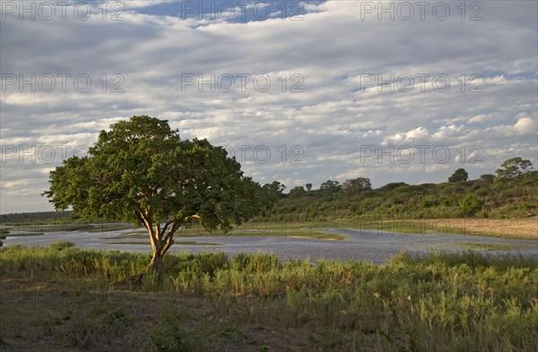 View of the river with Cape fig