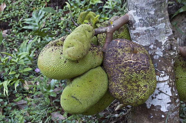 Artocarpus heterophylla