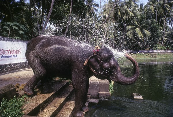 Temple elephant bathing in the pond at Thiruvananthapuram or Trivandram